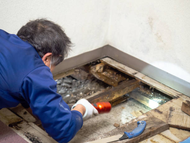 Best Mold Removal Near Me  in Island Park, NY