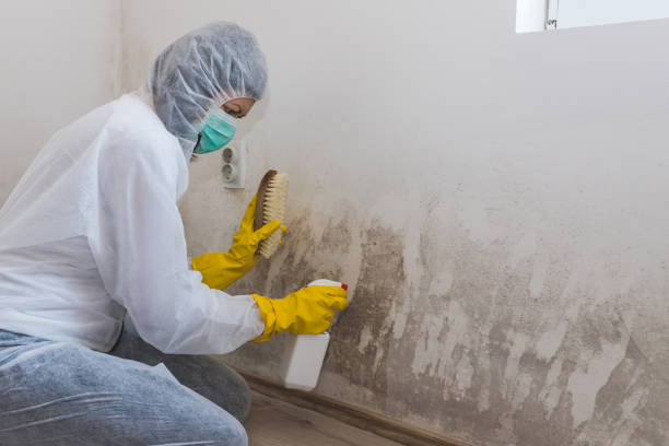 Certified Mold Removal in Island Park, NY