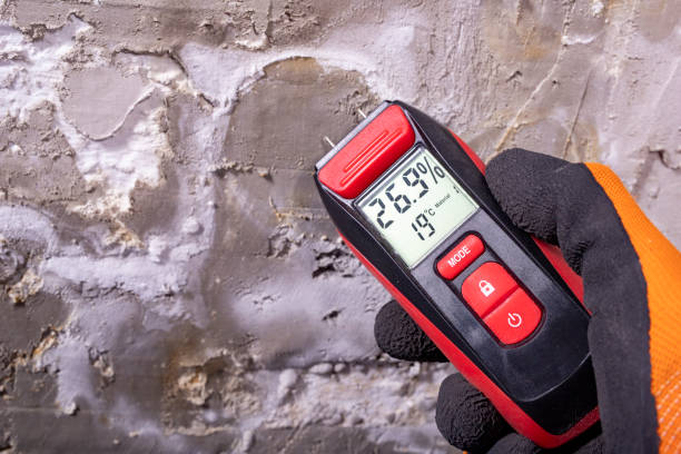 Best Mold Damage Repair  in Island Park, NY