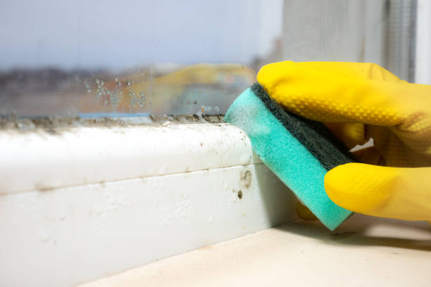 Mold Testing and Removal in Island Park, NY