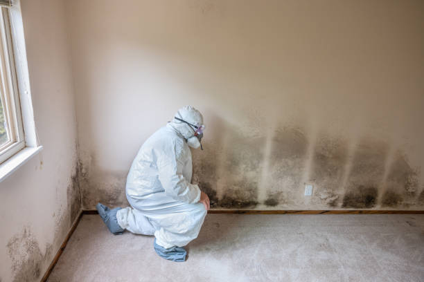 Home Mold Removal in Island Park, NY
