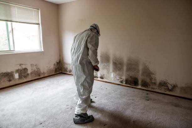 Best Toxic Mold Removal  in Island Park, NY
