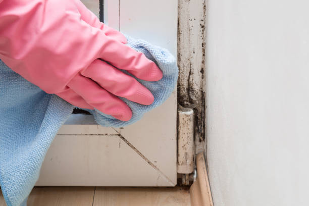 Best Emergency Mold Removal  in Island Park, NY