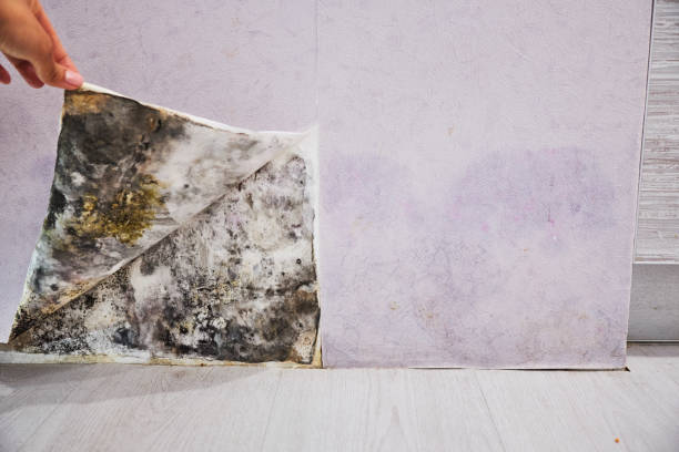 Best Attic Mold Removal  in Island Park, NY